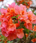 Bougainvillea Trellis Sun Down Orange (Bougainvillea 'Sun Down Orange') - Bird of ParadiseUSA - 2-3 feet