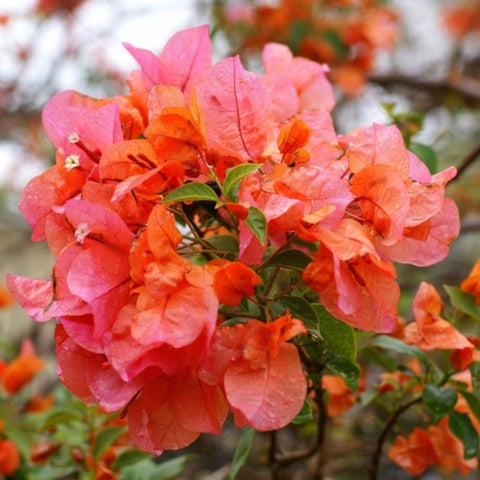 Bougainvillea Trellis Sun Down Orange (Bougainvillea 'Sun Down Orange') - Bird of ParadiseUSA - 2-3 feet