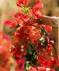 Bougainvillea Trellis Sun Down Orange (Bougainvillea 'Sun Down Orange') - Bird of ParadiseUSA - 4-5 feet