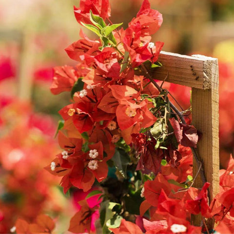 Bougainvillea Trellis Sun Down Orange (Bougainvillea 'Sun Down Orange') - Bird of ParadiseUSA - 4-5 feet