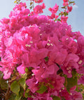 Bougainvillea Trellis Vera Royalty (Bougainvillea 'Vera Royalty') - PlantologyUSA - 2-3 feet