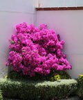 Bougainvillea Trellis Vera Royalty (Bougainvillea 'Vera Royalty') - PlantologyUSA - 4-5 feet