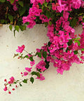 Bougainvillea Trellis Vera Royalty (Bougainvillea 'Vera Royalty') - PlantologyUSA - 4-5 feet