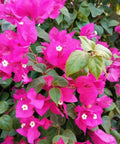 Bougainvillea Trellis Vera Royalty (Bougainvillea 'Vera Royalty') - PlantologyUSA - 4-5 feet