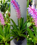 Bromeliad Matchstick (Aechmea gamosepala) - Bird of ParadiseUSA - Small 10-12"