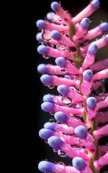 Bromeliad Matchstick (Aechmea gamosepala) - Bird of ParadiseUSA - Small 10-12"