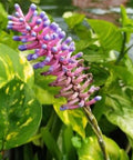 Bromeliad Matchstick (Aechmea gamosepala) - Bird of ParadiseUSA - Small 10-12"