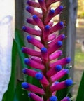 Bromeliad Matchstick (Aechmea gamosepala) - Bird of ParadiseUSA - Small 10-12"