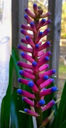 Bromeliad Matchstick (Aechmea gamosepala) - Bird of ParadiseUSA - Small 10-12"
