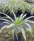 Bromeliads Alcantara Odorata (Alcantarea odorata) - Bird of ParadiseUSA - 3.5-5 feet