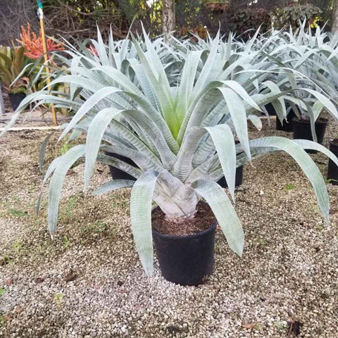 Bromeliads Alcantara Odorata (Alcantarea odorata) - Bird of ParadiseUSA - 3.5-5 feet