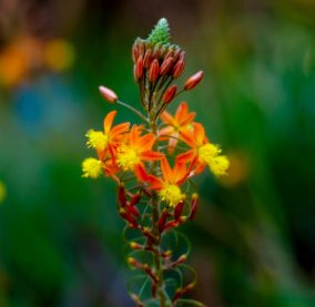 Bulbine Orange (Bulbine frutescens) - Bird of ParadiseUSA - Small