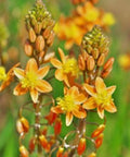 Bulbine Orange (Bulbine frutescens) - Bird of ParadiseUSA - Small