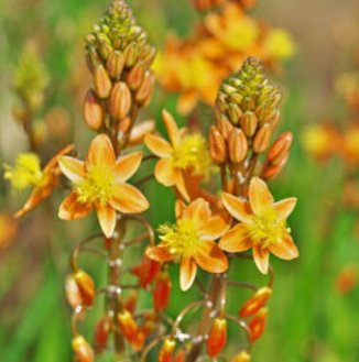 Bulbine Orange (Bulbine frutescens) - Bird of ParadiseUSA - Small