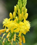 Bulbine Yellow (Bulbine frutescens) - Bird of ParadiseUSA - Small