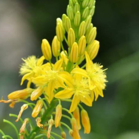 Bulbine Yellow (Bulbine frutescens) - Bird of ParadiseUSA - Small