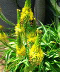 Bulbine Yellow (Bulbine frutescens) - Bird of ParadiseUSA - Small