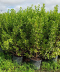 Buttonwood Bush Green (Conocarpus erectus) - Bird of Paradise USA - Medium 20-24"