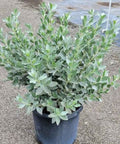 Buttonwood Bush Silver (Conocarpus Erectus) - Bird of ParadiseUSA - 3 Gallon