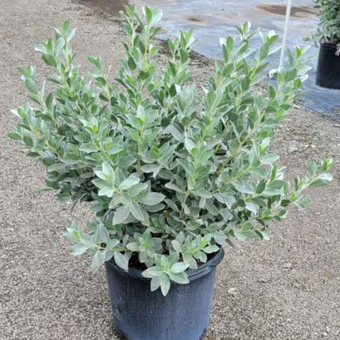 Buttonwood Bush Silver (Conocarpus Erectus) - Bird of ParadiseUSA - 3 Gallon