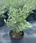 Buttonwood Bush Silver (Conocarpus Erectus) - Bird of ParadiseUSA - 3 Gallon