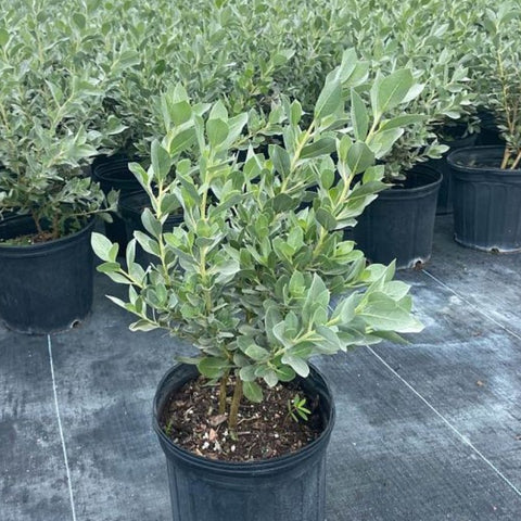 Buttonwood Bush Silver (Conocarpus Erectus) - Bird of ParadiseUSA - 3 Gallon