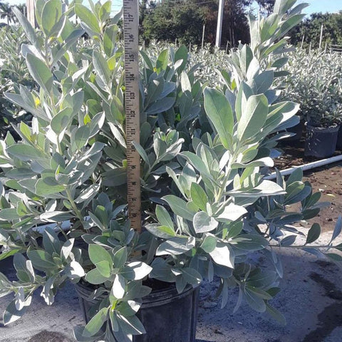 Buttonwood Silver (Conocarpus Erectus) - Bird of ParadiseUSA - 3 gallon