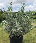 Buttonwood Silver (Conocarpus Erectus) - Bird of ParadiseUSA - 7 gallon