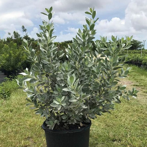 Buttonwood Silver (Conocarpus Erectus) - Bird of ParadiseUSA - 7 gallon