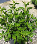 Buttonwood Standard Green (Conocarpus erectus) - Bird of ParadiseUSA - 3 Gallon