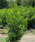 Buttonwood Standard Green (Conocarpus erectus) - Bird of ParadiseUSA - 3 Gallon