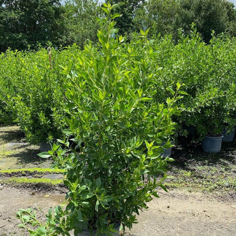 Buttonwood Standard Green (Conocarpus erectus) - Bird of ParadiseUSA - 3 Gallon