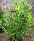 Buttonwood Standard Green (Conocarpus erectus) - Bird of ParadiseUSA - 3 Gallon