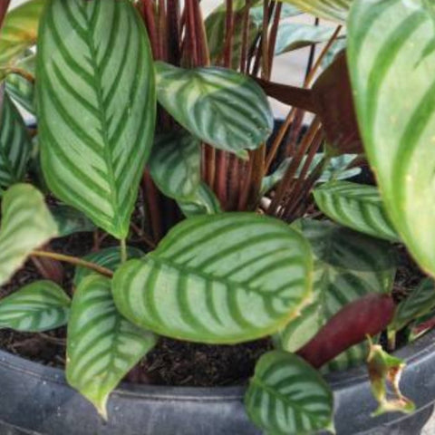 Calathea Exotica (Calathea majestica 'Exotica') - Bird of ParadiseUSA - 2-3.5 feet