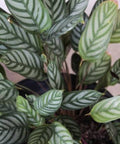 Calathea Exotica (Calathea majestica 'Exotica') - Bird of ParadiseUSA - 2-3.5 feet