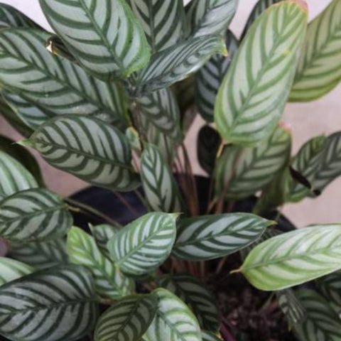 Calathea Exotica (Calathea majestica 'Exotica') - Bird of ParadiseUSA - 2-3.5 feet