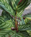 Calathea Exotica (Calathea majestica 'Exotica') - Bird of ParadiseUSA - 2-3.5 feet