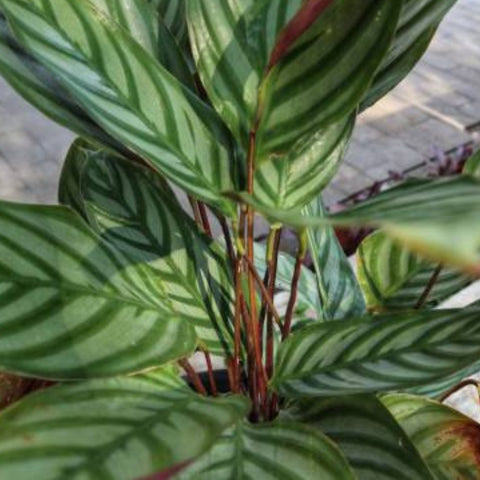 Calathea Exotica (Calathea majestica 'Exotica') - Bird of ParadiseUSA - 2-3.5 feet