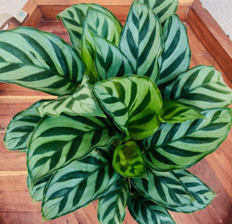 Calathea Freddie (Goeppertia burle - marxii) - Bird of Paradise USA - 1 - 2 feet