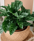 Calathea Freddie (Goeppertia burle - marxii) - Bird of Paradise USA - 1 - 2 feet