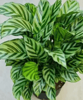 Calathea Freddie (Goeppertia burle - marxii) - Bird of Paradise USA - 1 - 2 feet