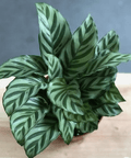 Calathea Freddie (Goeppertia burle - marxii) - Bird of Paradise USA - 1 - 2 feet