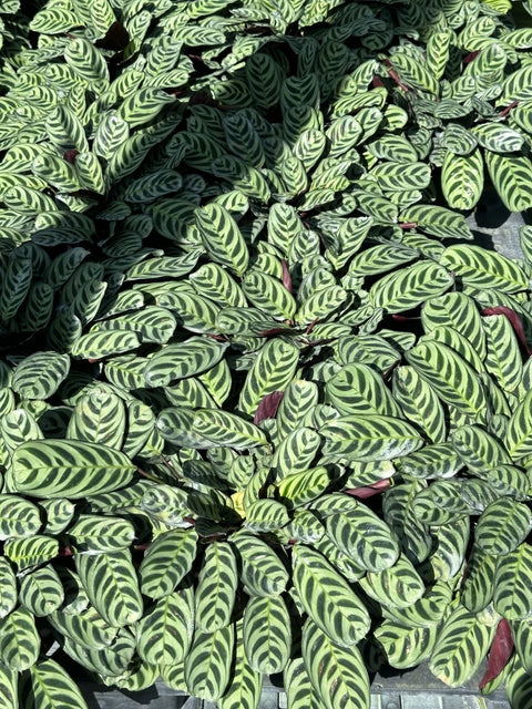 Calathea Lancifolia (Rattle Snake) - Bird of Paradise USA - Medium