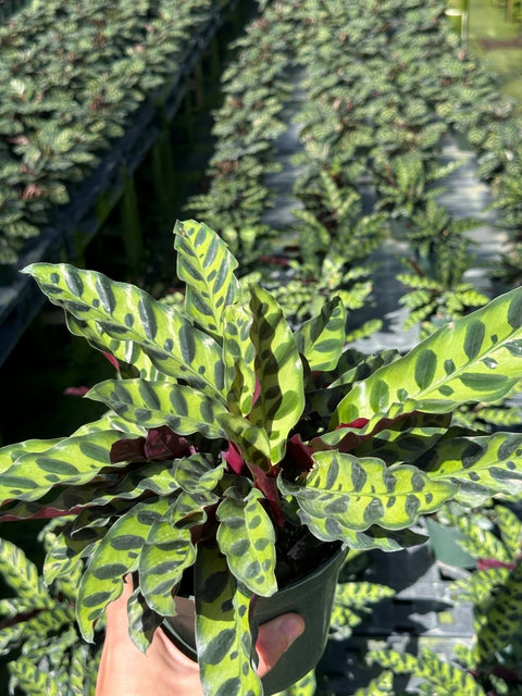Calathea Lancifolia (Rattle Snake) - Bird of Paradise USA - Medium