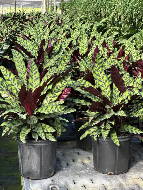 Calathea Lancifolia (Rattle Snake) - Bird of Paradise USA - Medium