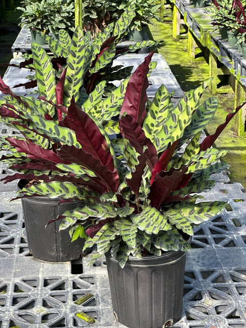 Calathea Lancifolia (Rattle Snake) - Bird of Paradise USA - Medium