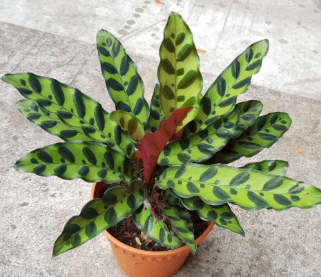 Calathea Lancifolia (Rattle Snake) - Bird of Paradise USA - Small