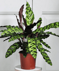 Calathea Lancifolia (Rattle Snake) - Bird of Paradise USA - Small