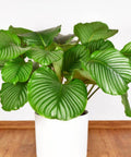Calathea Orbifolia (Prayer Plant) - Bird of ParadiseUSA - 1 Gallon