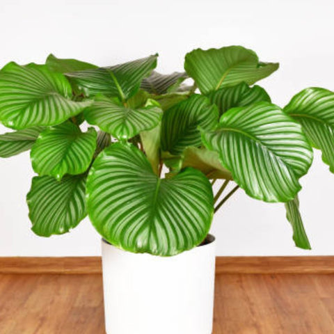 Calathea Orbifolia (Prayer Plant) - Bird of ParadiseUSA - 1 Gallon